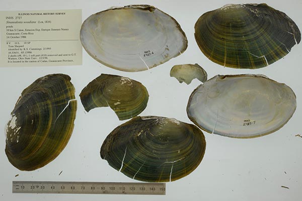 specimen