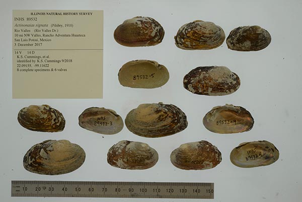 specimen