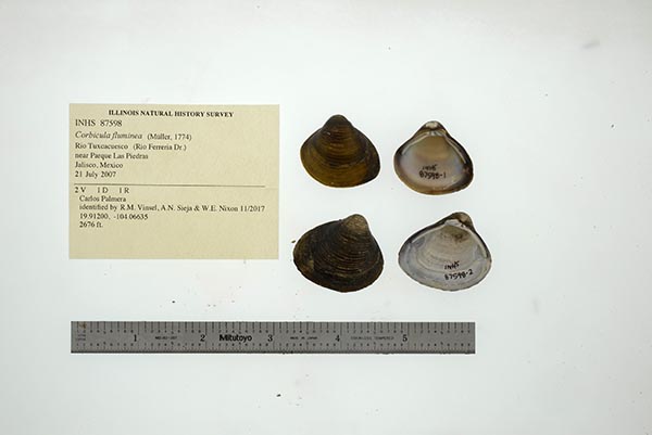 specimen