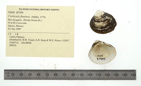 specimen