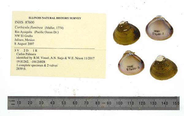 specimen