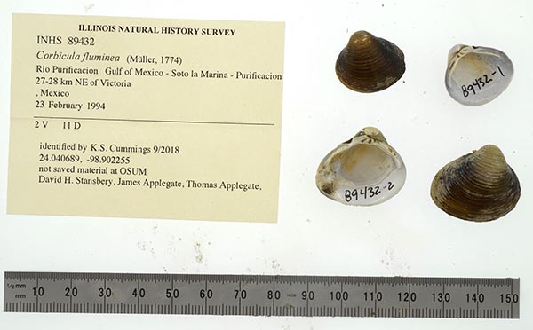 specimen