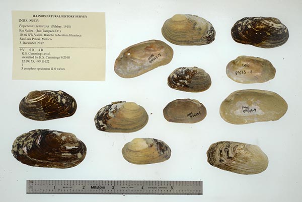 specimen
