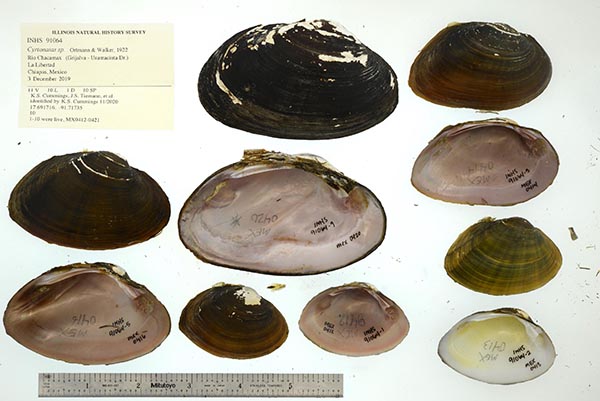 specimen