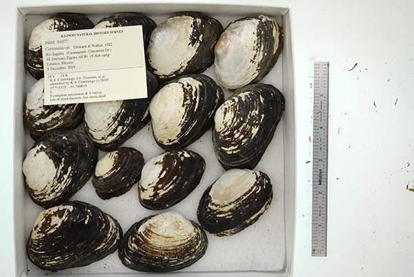 specimen