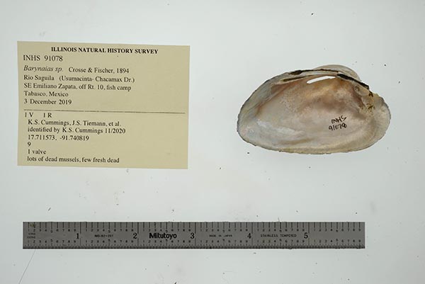 specimen