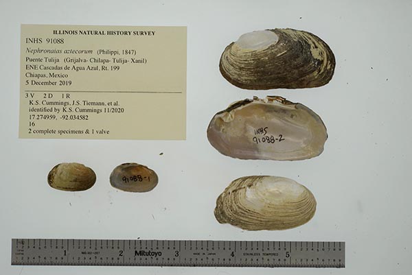 specimen