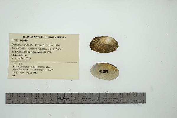 specimen