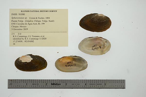 specimen