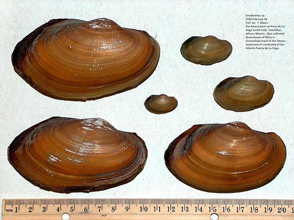 specimen