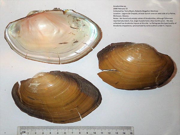 specimen