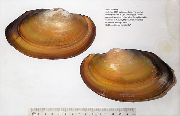 specimen