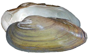 Decorative image of a representative Unionini