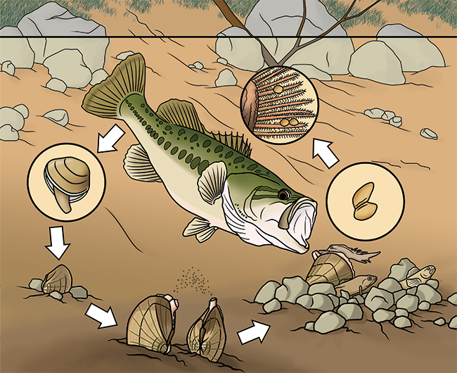 Lampsilis life cycle