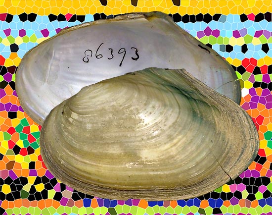 Anodonta californiensis