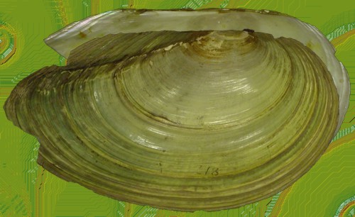  Anodonta cygnea