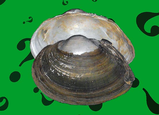 Anemina fluminea