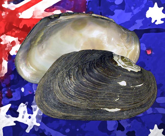 Alathyria jacksoni