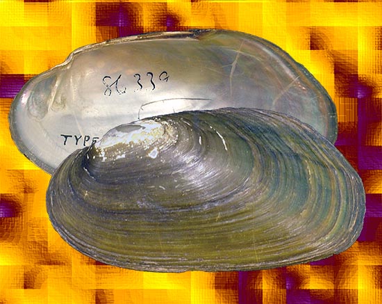 Bineurus mouhotii