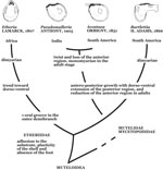 Etheriidae phylogeny
