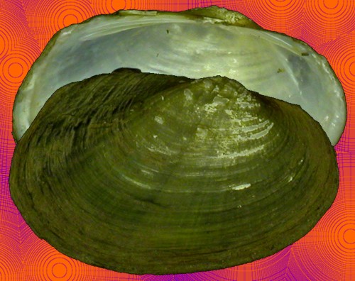 Coelatura aegyptiaca