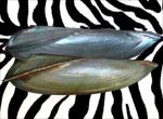 Chelidonopsis