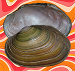 Chambardia rubens