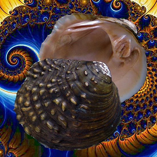 Cyclonaias tuberculata