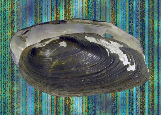 Diplodon chilensis