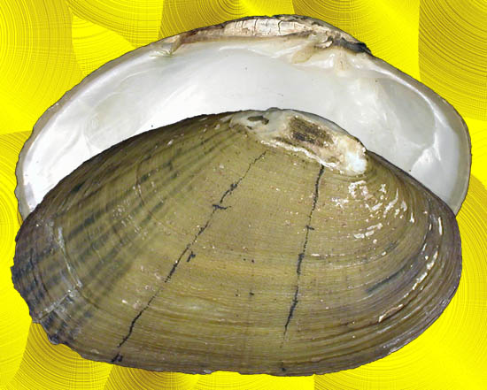 Diplodontites cookei