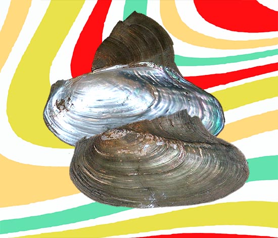 Delphinonaias delphinulus