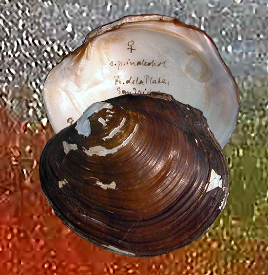 Diplodon paranensis