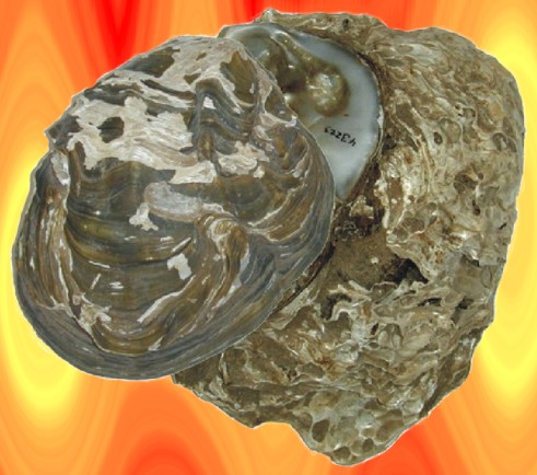 Etheria elliptica