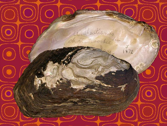 Elliptoideus sloatianus