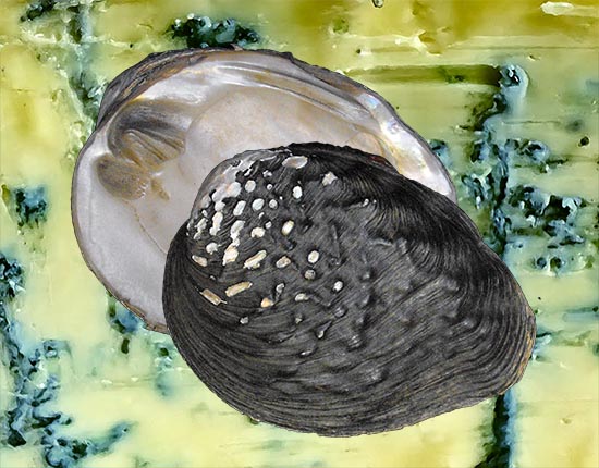 Gibbosula
