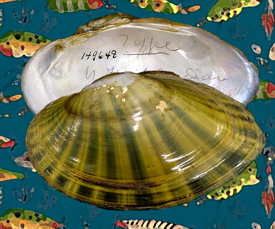 Hamiota subangulata