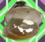 Hyriopsis myersiana