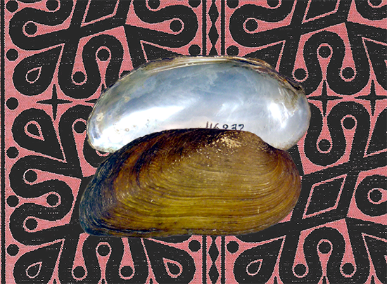 Khairuloconcha