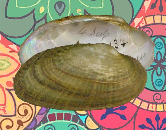 Medionidus conradicus