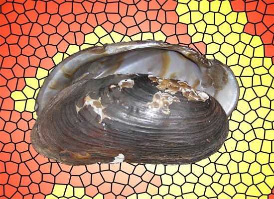 Margaritifera margaritifera