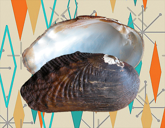 Margaritifera marrianae