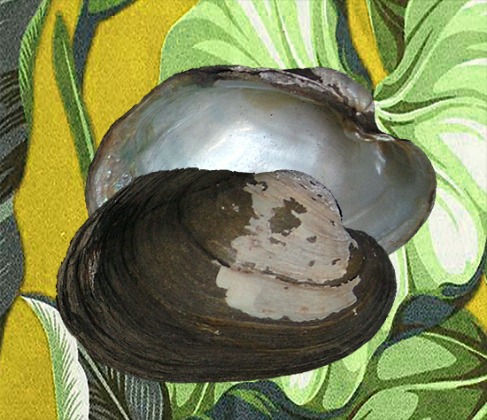 Monocondylaea (Aplodon)