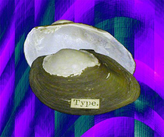 Mweruella mweruensis