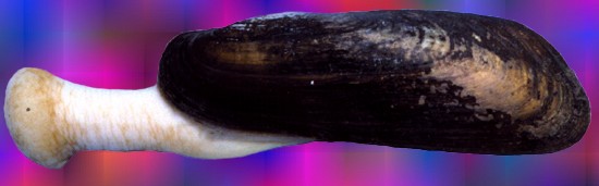 Mycetopoda pittieri