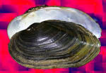 Nodularia douglasiae