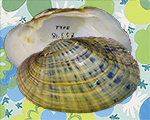 Ortmanniana pectorosa