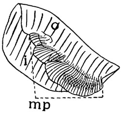 D. dromas marsupium (larger)