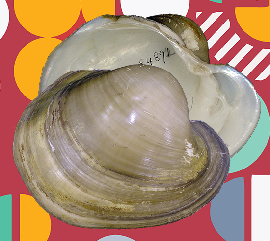 Potamilus