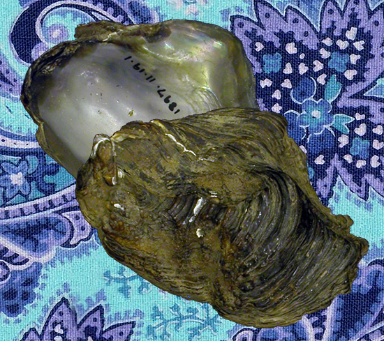 Pseudomulleria