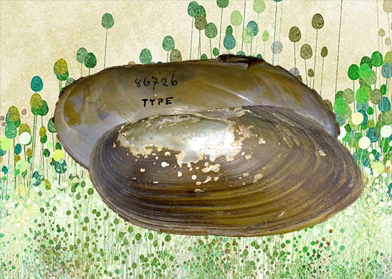 Pilsbryoconcha exilis